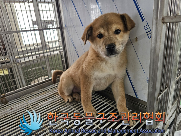 한국동물구조관리협회_441560202401466